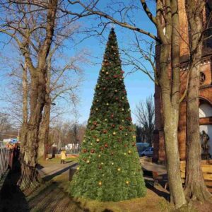 Gigant Choinka na wynajem.